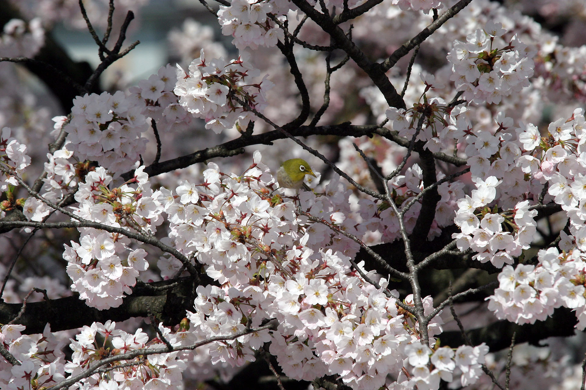 Cherry blossoms in full bloom